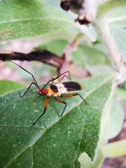 Castolus plagiaticollis