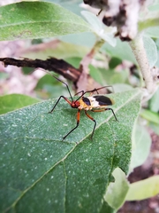 Castolus plagiaticollis