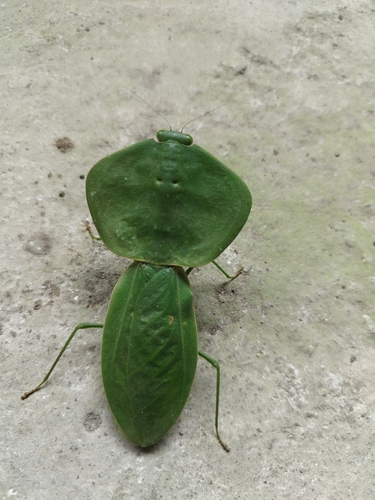 Peruvian Shield Mantis