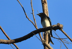 Dicrurus caerulescens