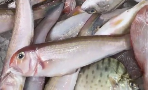 Zilveren tegelvis (Branchiostegus argentatus) — Malacanthidae — 5