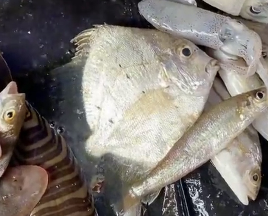 Concertina fish