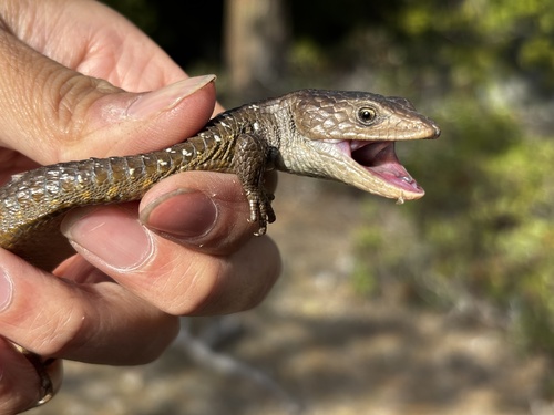 iNaturalist observation photo of Northern Alligator Lizard