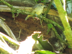 Dysithamnus mentalis