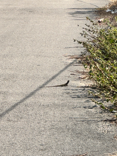 Common Butterfly Lizard