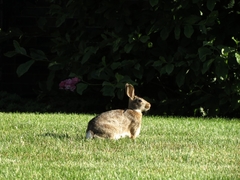 Sylvilagus floridanus