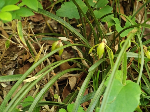Cymbidium goeringii, photograph 2