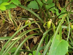 Cymbidium goeringii, photograph (c) WATANABE Hitoshi 渡辺仁, some rights reserved (CC BY)