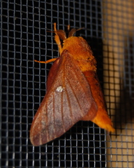 Anisota senatoria