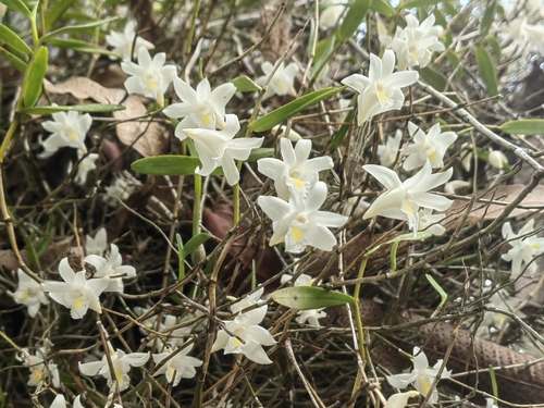Dove flower