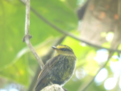 Silvicultrix diadema