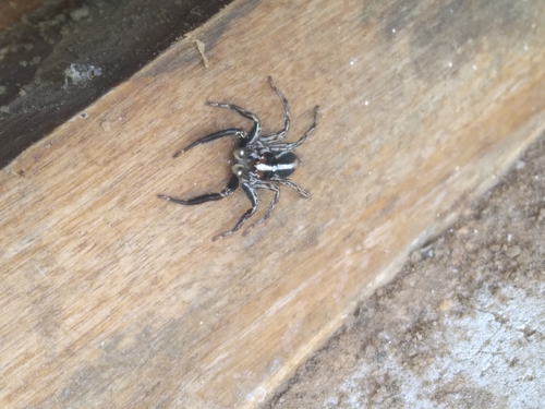 Pantropical Jumping Spider