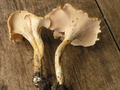 Cantharellus solidus