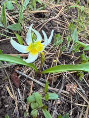 Erythronium klamathense