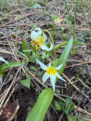 Erythronium klamathense, photograph (c) cello caruso-turiello, some rights reserved (CC BY)