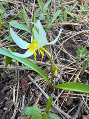Erythronium klamathense, photograph (c) cello caruso-turiello, some rights reserved (CC BY)