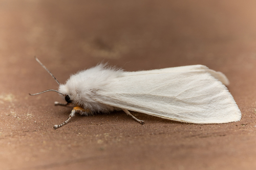 Fall webworm