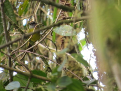 Myiothlypis coronata