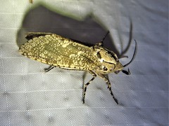 Prionoxystus robiniae