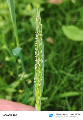 Alopecurus japonicus iNat (3)