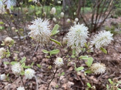 Fothergilla