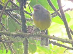 Cnemoscopus rubrirostris