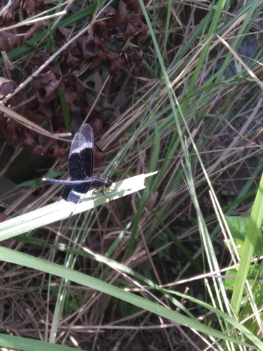 Pied Paddy Skimmer