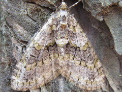 Esakiopteryx volitans