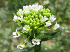 Thlaspi arvense