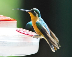 Lampornis castaneoventris