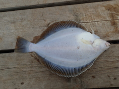 Limanda limanda
