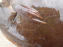 Limanda limanda