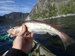 Merlangius merlangus