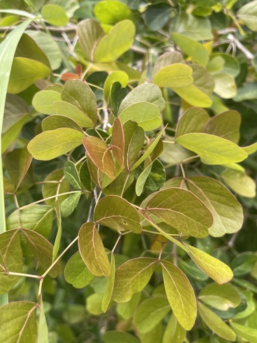 Pithecellobium unguis-cati, photograph 1