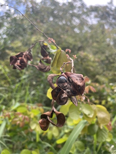 Pithecellobium unguis-cati, photograph 2