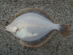 Limanda limanda