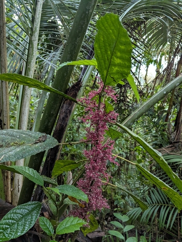 Urera baccifera, photograph 5
