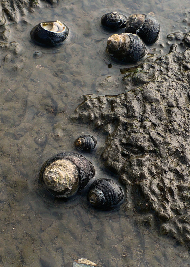 Turban snails (California Academy of Sciences, Water Planet Gallery ...