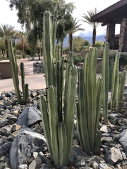 Lophocereus