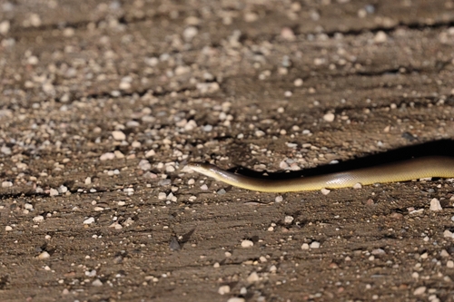 Water Python