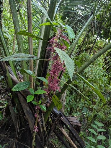 Urera baccifera, photograph 6
