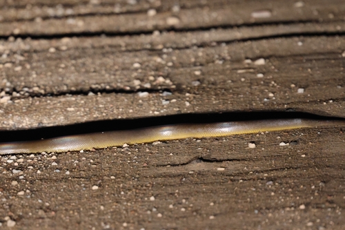 Water Python