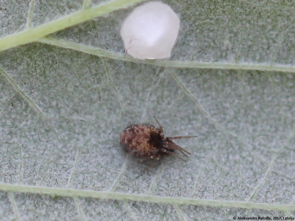 Dictyna uncinata