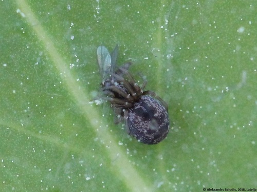 Dictyna uncinata