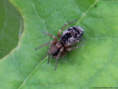 Dictyna uncinata