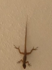 Anolis schwartzi