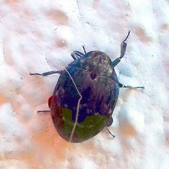 Byrrhus arietinus