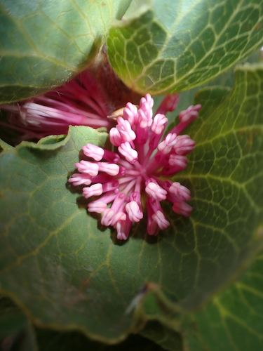 Hakea cucullata, photograph 3