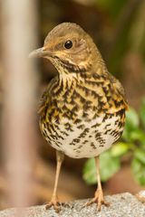 Turdus cardis