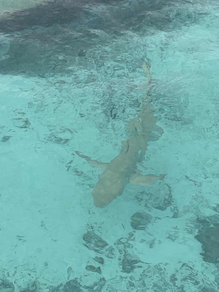 Sicklefin lemon shark (Negaprion acutidens) — Carcharhinidae